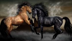 Black Brown Horses Wallpaper 388