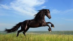 Black Horse Animal Wallpaper 585
