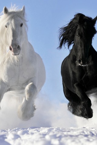 Black White Horse Wallpaper 883