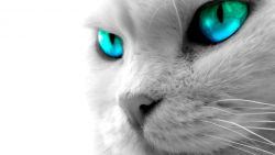 Blue Cat Eyes Wallpaper 956