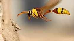 Buzzing Wasp Animal Wallpaper 831