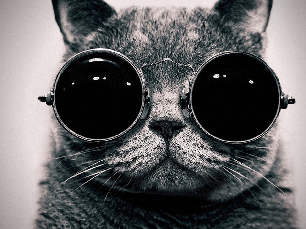 Cat With Glasses Wallpaper 134