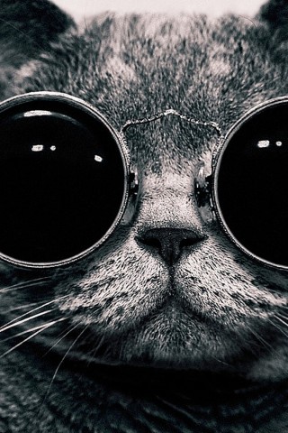 Cat With Glasses Wallpaper 134