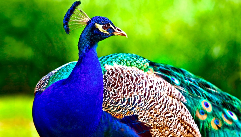 Colorful Peacock Animal Wallpaper 626