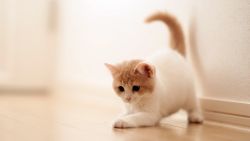 Curious Kitten Animal Wallpaper 998