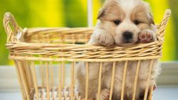 Cute Lonely Puppy Wallpaper 322