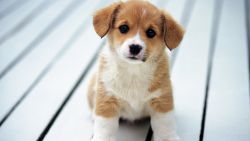 Cute Puppy Animal Wallpaper 319