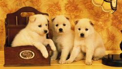 Cute Puppy Trio Wallpaper 734