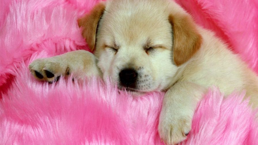 Cute Sleeping Puppy Wallpaper 170