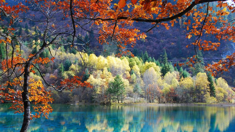 Fall Trees Reflection Wallpaper 344