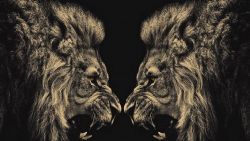 Fierce Lion Animal Wallpaper 392