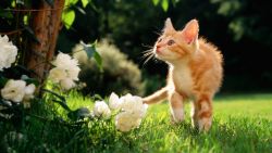 Flower Kitten Animal Wallpaper 585