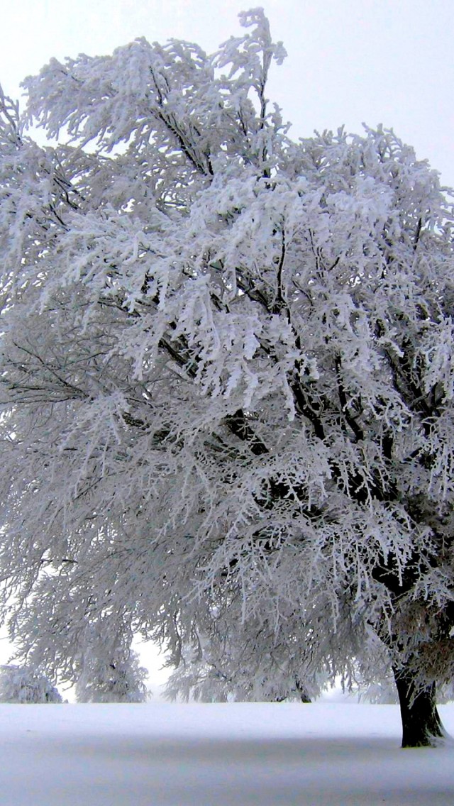 Frosty Tree Nature Wallpaper 471