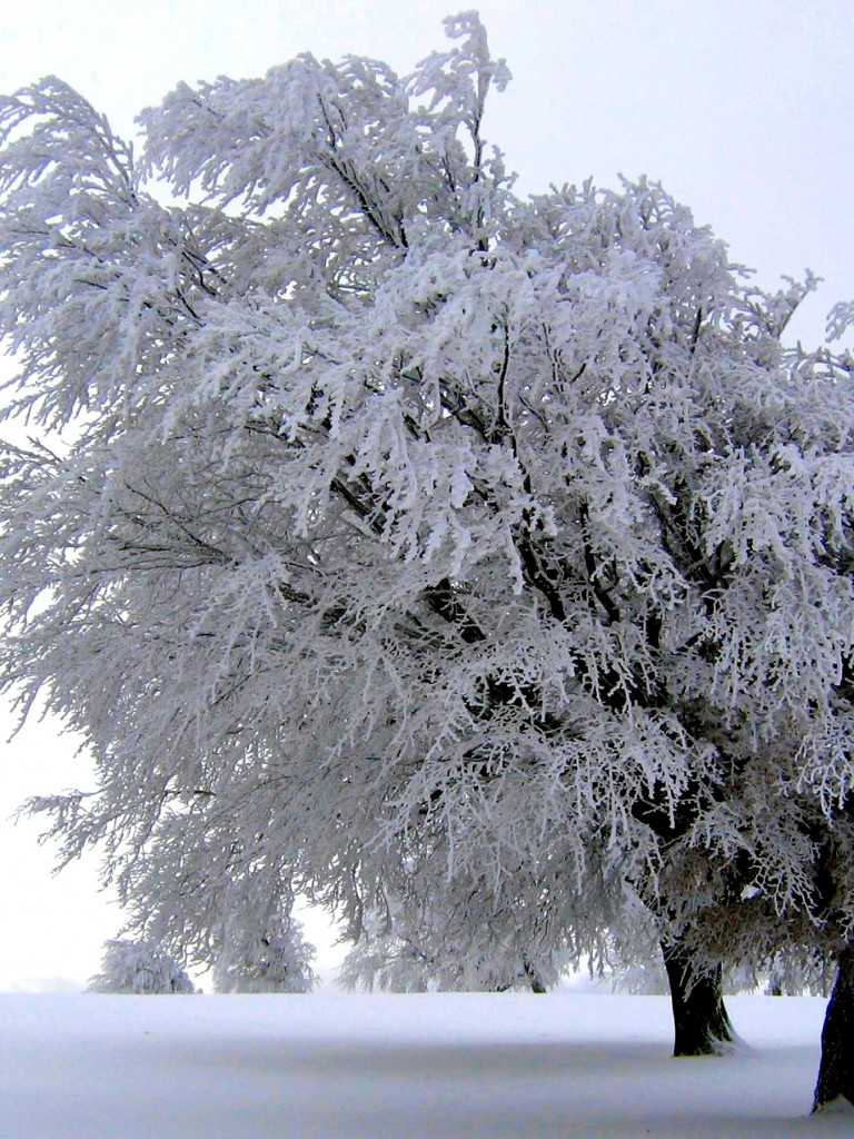 Frosty Tree Nature Wallpaper 471