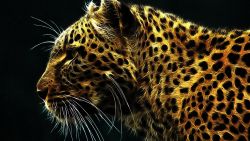 Glowing Cheetah Animal Wallpaper 402