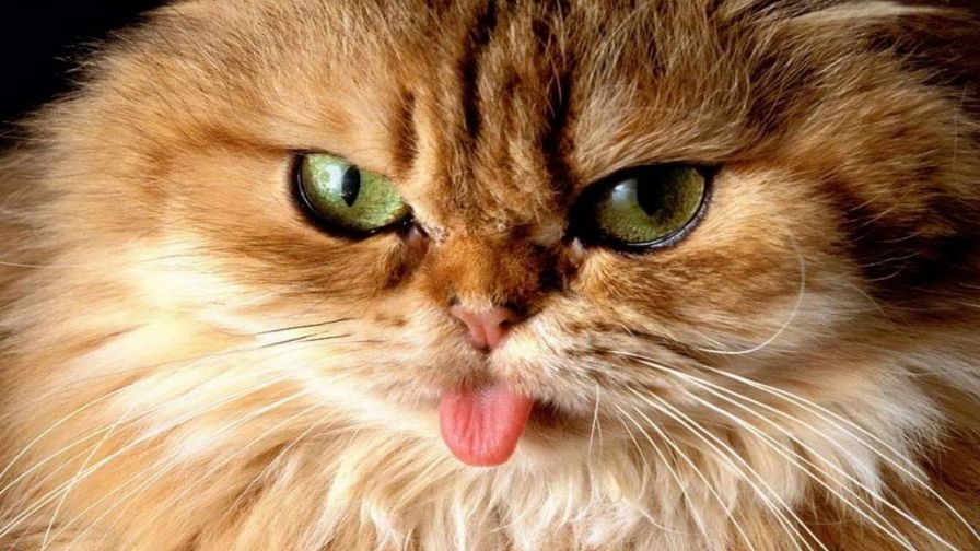 Grumpy Cat Animal Wallpaper 376