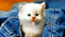 Kitten in Pocket Animal Wallpaper 115