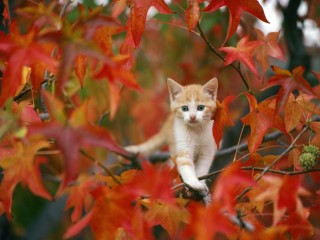 Kitten in Tree Wallpaper 132