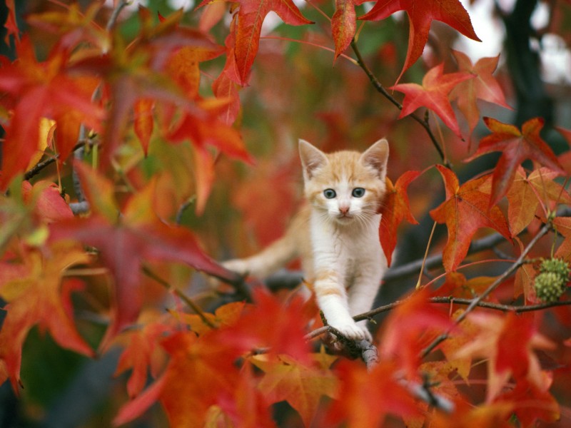 Kitten in Tree Wallpaper 132