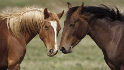Love Horses Animal Wallpaper 703