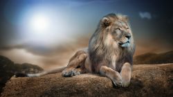 Majestic Lion Animal Wallpaper 760