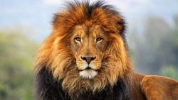 Mighty Lion Animal Wallpaper 147