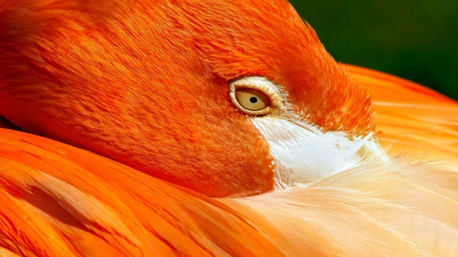 Orange Flamingo Animal Wallpaper 947