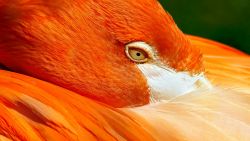 Orange Flamingo Animal Wallpaper 947