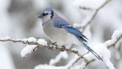 Perched Blue Jay Animal Wallpaper 104