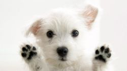 Puppy Paws Animal Wallpaper 034
