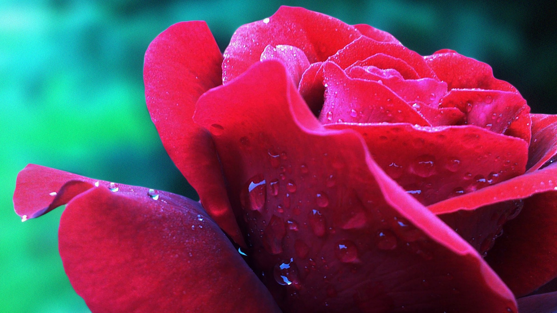 Rose Flower Hd Wallpapers 1080p For Mobile
