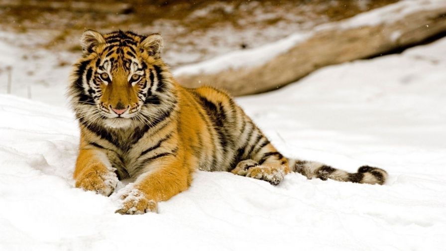 Snow Tiger Animal Wallpaper 997