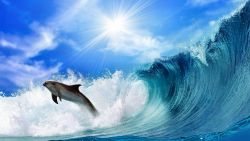 Swimming Dolphin Animal Wallpaper 253