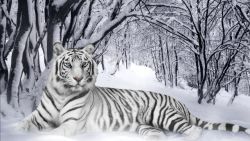 Tiger in Snow Animal Wallpaper 998