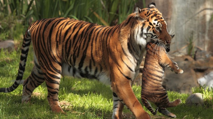 Tiger Mother Animal Wallpaper 115