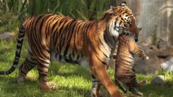 Tiger Mother Animal Wallpaper 115