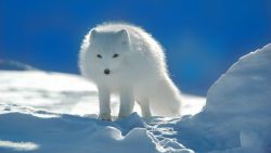 White Arctic Fox Wallpaper 695