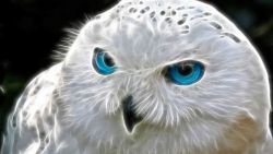 White Owl Animal Wallpaper 070