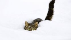 Winter Cat Animal Wallpaper 020