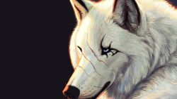 Wolf Scar Animal Wallpaper 363