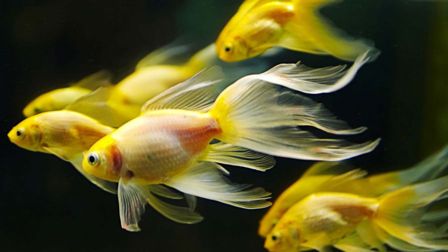 Yellow Goldfish Animal Wallpaper 630