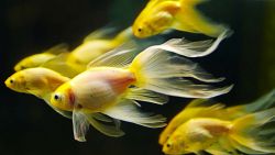 Yellow Goldfish Animal Wallpaper 630