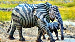 Zebra Elephant Animal Wallpaper 827